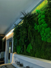 Zielona ściana