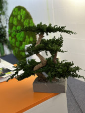 Wieczne bonsai