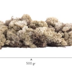 mech Lichen Preserved