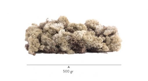 mech Lichen Preserved
