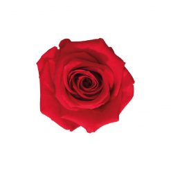 00 rosa medium menu