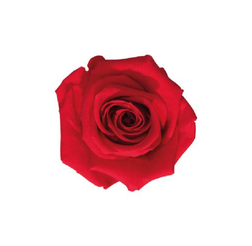 00 rosa medium menu