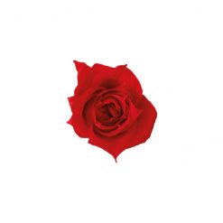 00 rosa princess menu