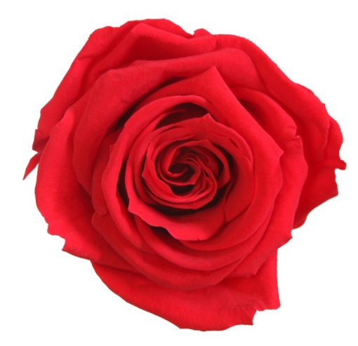 RME3200 01 rosa medium