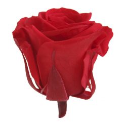 RME3200 02 rosa medium