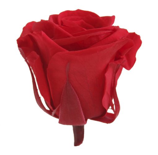 RME3200 02 rosa medium