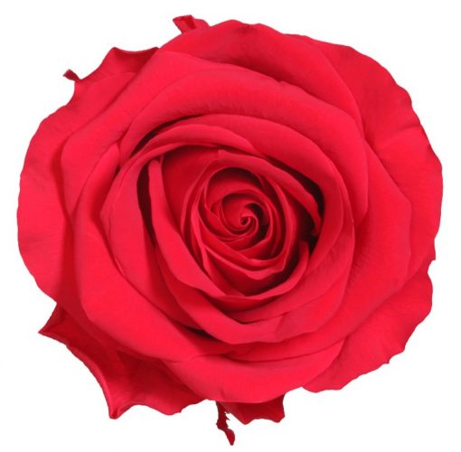 RSG2200 01 rosa premium