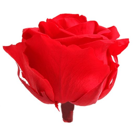 RSG2200 02 rosa premium