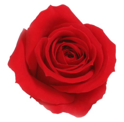 RSM0200 01 rosa mini
