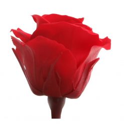 RSM0200 02 rosa mini