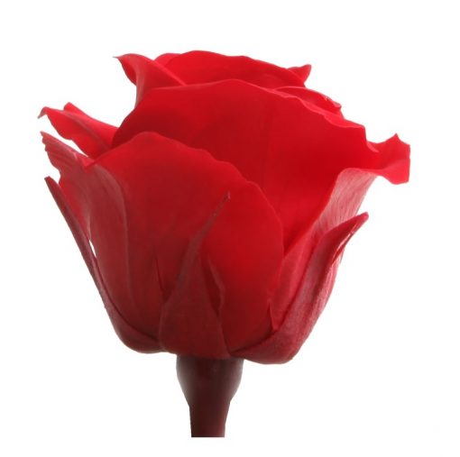 RSM0200 02 rosa mini