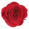 RSP4200 01 rosa princess