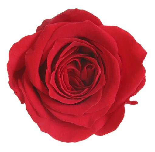 RSP4200 01 rosa princess