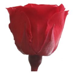 RSP4200 02 rosa princess