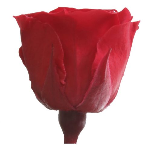 RSP4200 02 rosa princess