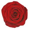 RSQ0200 01 rosa queen