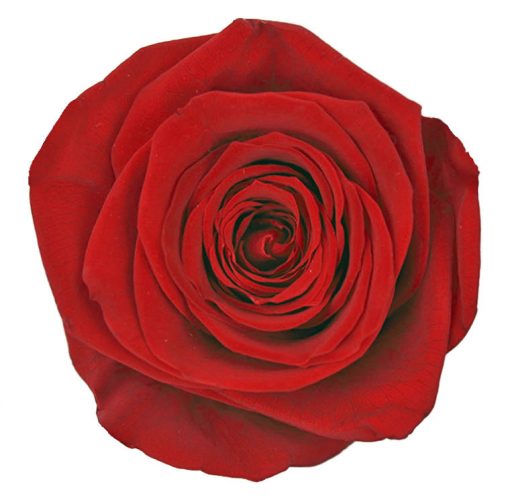 RSQ0200 01 rosa queen