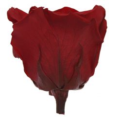 RSQ0200 02 rosa queen