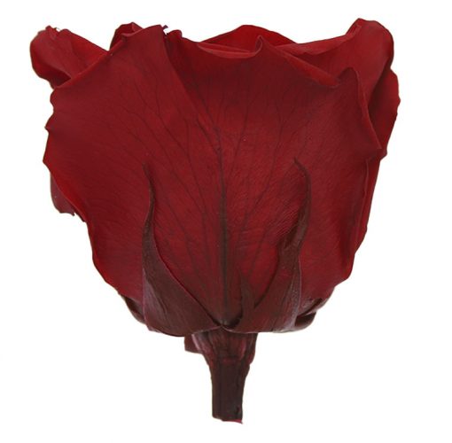 RSQ0200 02 rosa queen