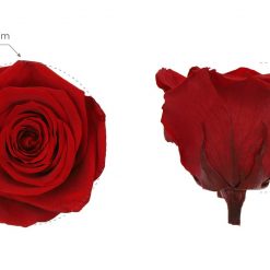 RSQ0200 03 rosa queen