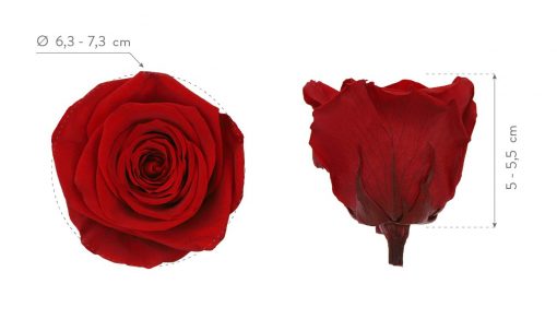 RSQ0200 03 rosa queen