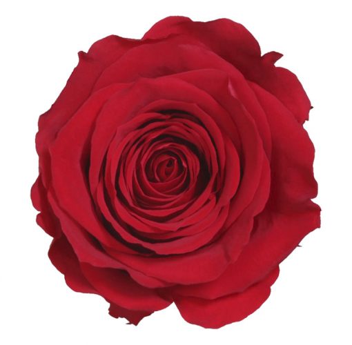RST0200 01 rosa standard
