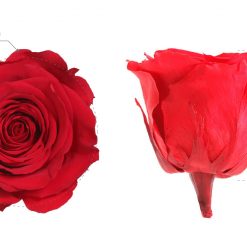 RST0200 03 rosa standard