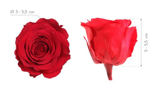 RST0200 03 rosa standard