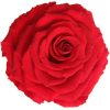 Rose King Red
