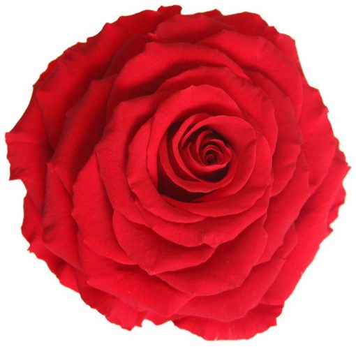 Rose King Red