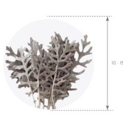 Materialy zielone liscie cineraria wymiar