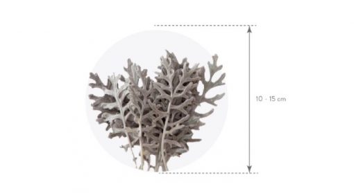 Materialy zielone liscie cineraria wymiar