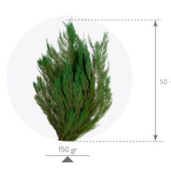 Materialy zielone thuja 3
