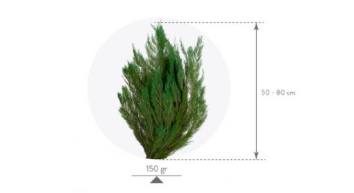 Materialy zielone thuja 3
