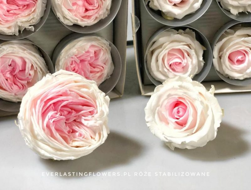 Roze dwukolorowe