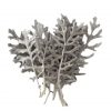 liscie Cineraria Leaves