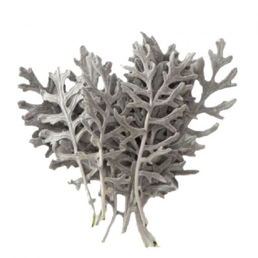 liscie Cineraria Leaves