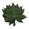 liscie aralia