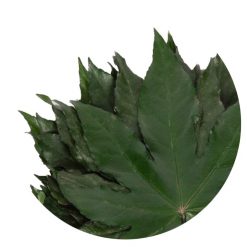 liscie aralia 2