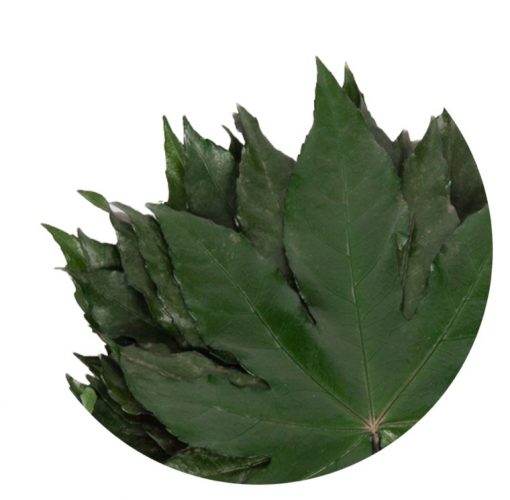 liscie aralia 2