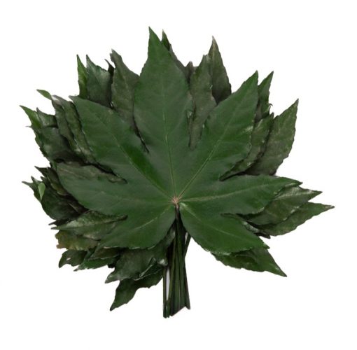 liscie aralia