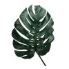 materialy Liscie Monstera Leaf