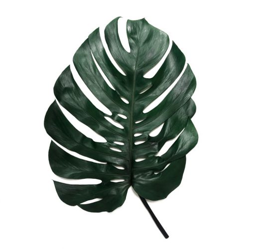 materialy Liscie Monstera Leaf