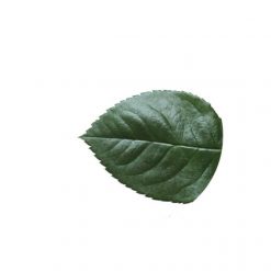 materialy Liscie Rose Leaf 2