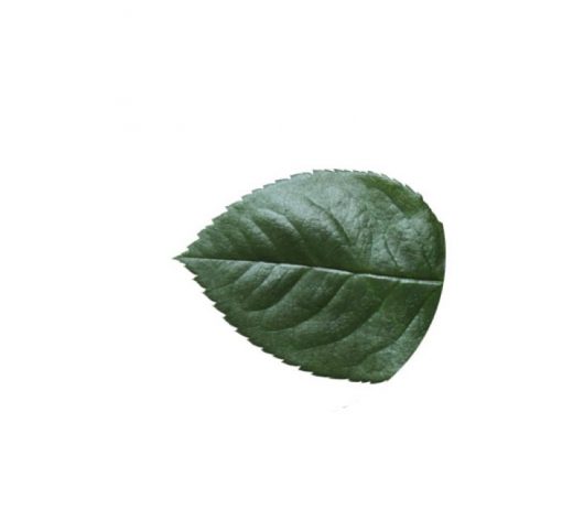 materialy Liscie Rose Leaf 2