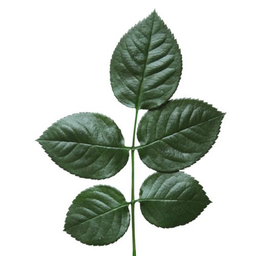 materialy Liscie Rose Leaf
