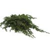 materialy galezie Juniperus Procumbens