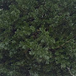 materialy galezie Juniperus Procumbens2