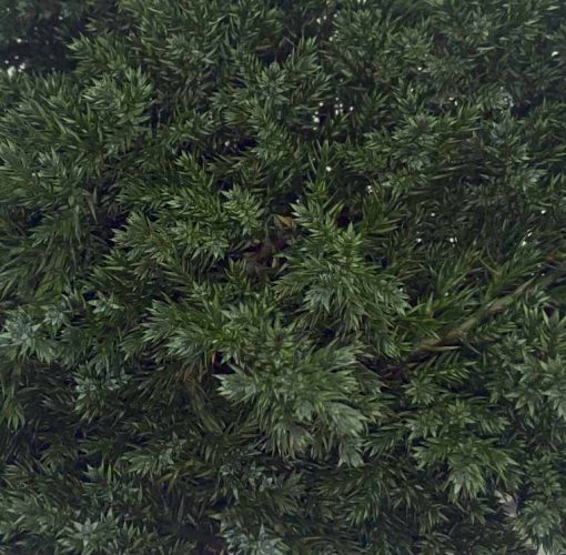 materialy galezie Juniperus Procumbens2