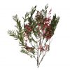 materialy galezie Pepper tree